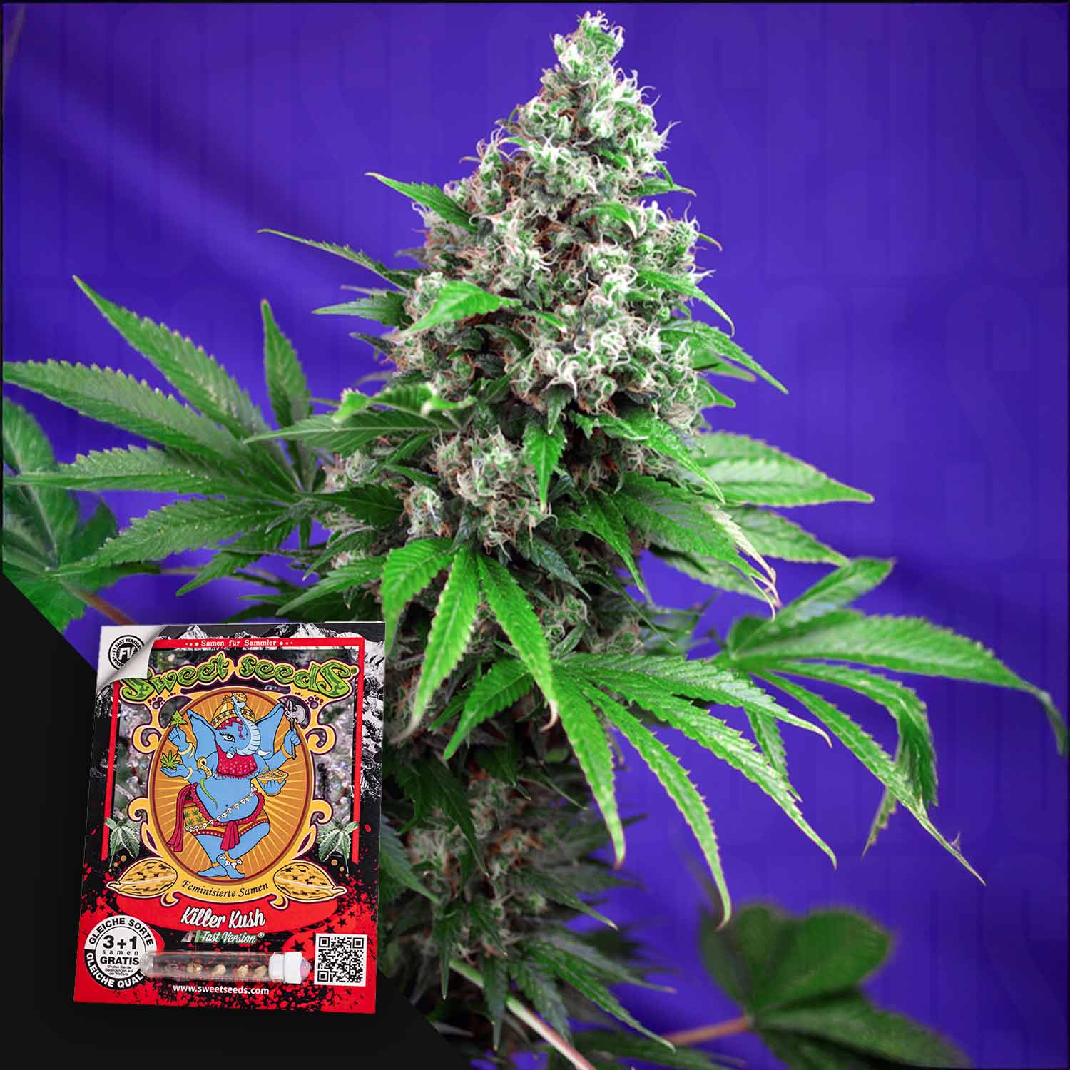 Eine blühende Cannabis-Pflanze mit einem bunten Killer Kush F1 Samenpaket von Sweet Seeds vor einem lila Hintergrund.