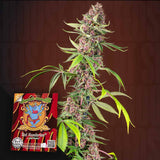 Red Mandarine F1