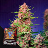 Strawberry Cola Sherbet F1