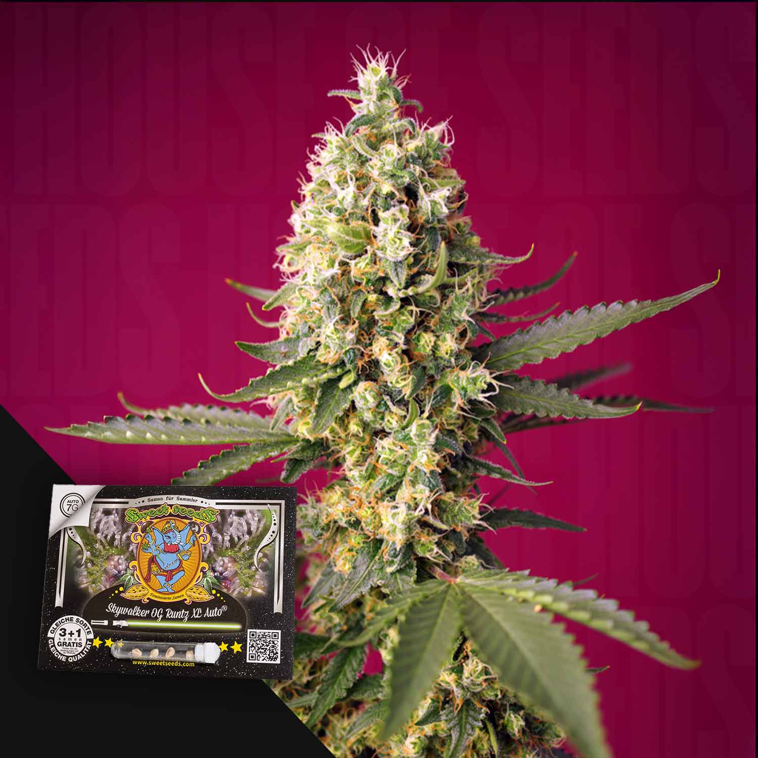 Eine Nahaufnahme der Skywalker OG Runtz XL Auto von Sweet Seeds mit ihrem Samenpaket vor einem rosa Hintergrund.