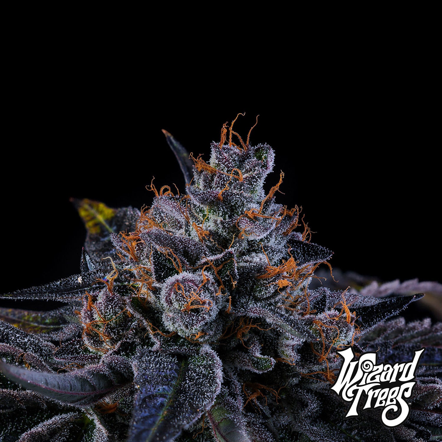 Sherbzooka Cannabissamen Blüte von Wizard Trees - Harzige Blüten mit fruchtigen und süßen Aromen, Premium Cannabis-Genetik