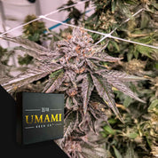 Zeltzer Cannabispflanze mit frostigen Trichomen; Umami Seed Co Box im Vordergrund.