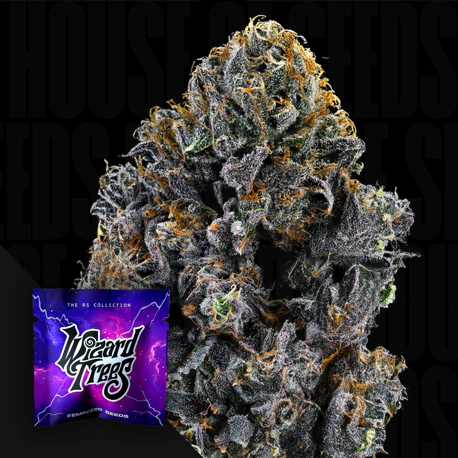 Nahaufnahme einer frostigen Cannabisknospe mit lila Tönen, vorne lila-blaue Wizard Trees Big Z Samenpackung