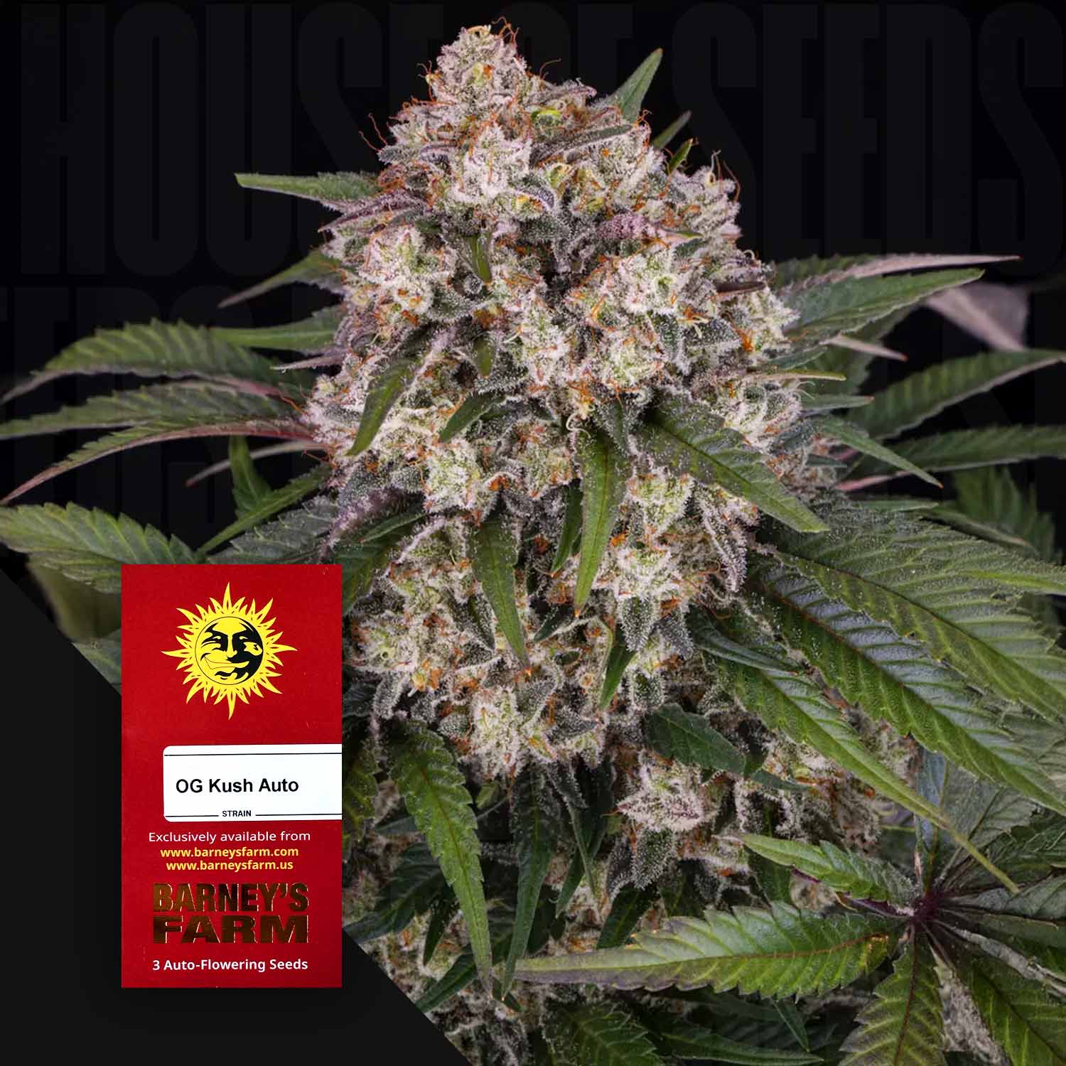 Nahaufnahme einer frostigen Cannabispflanze mit dichten Knospen und grünen sowie lila Blättern, vorne rotes Barney’s Farm OG Kush Auto Samenpaket