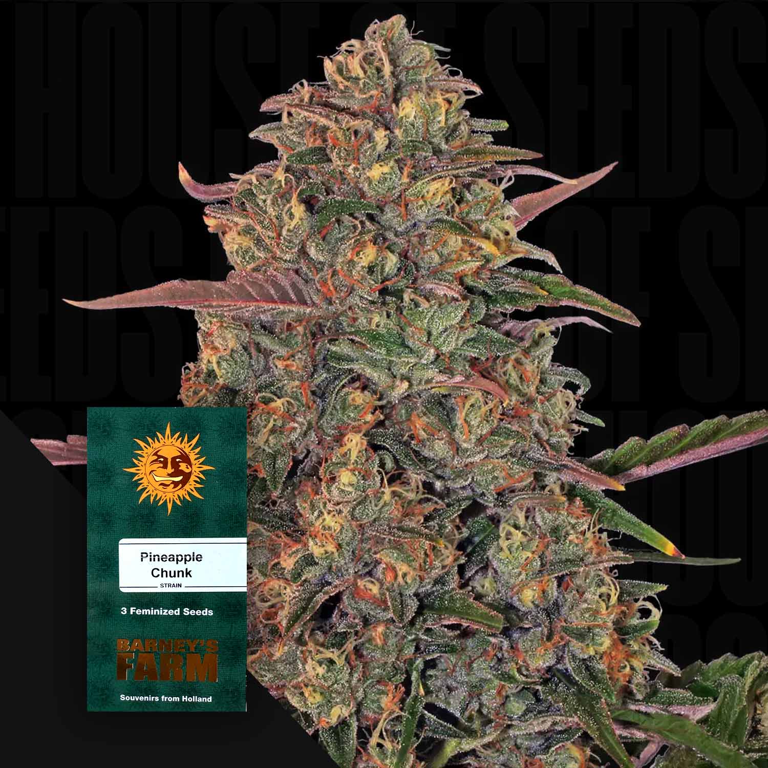 Nahaufnahme einer dichten Pineapple Chunk Cannabisknospe mit orangen Haaren und Trichomen, vorne Barney’s Farm Pineapple Chunk Samenpaket