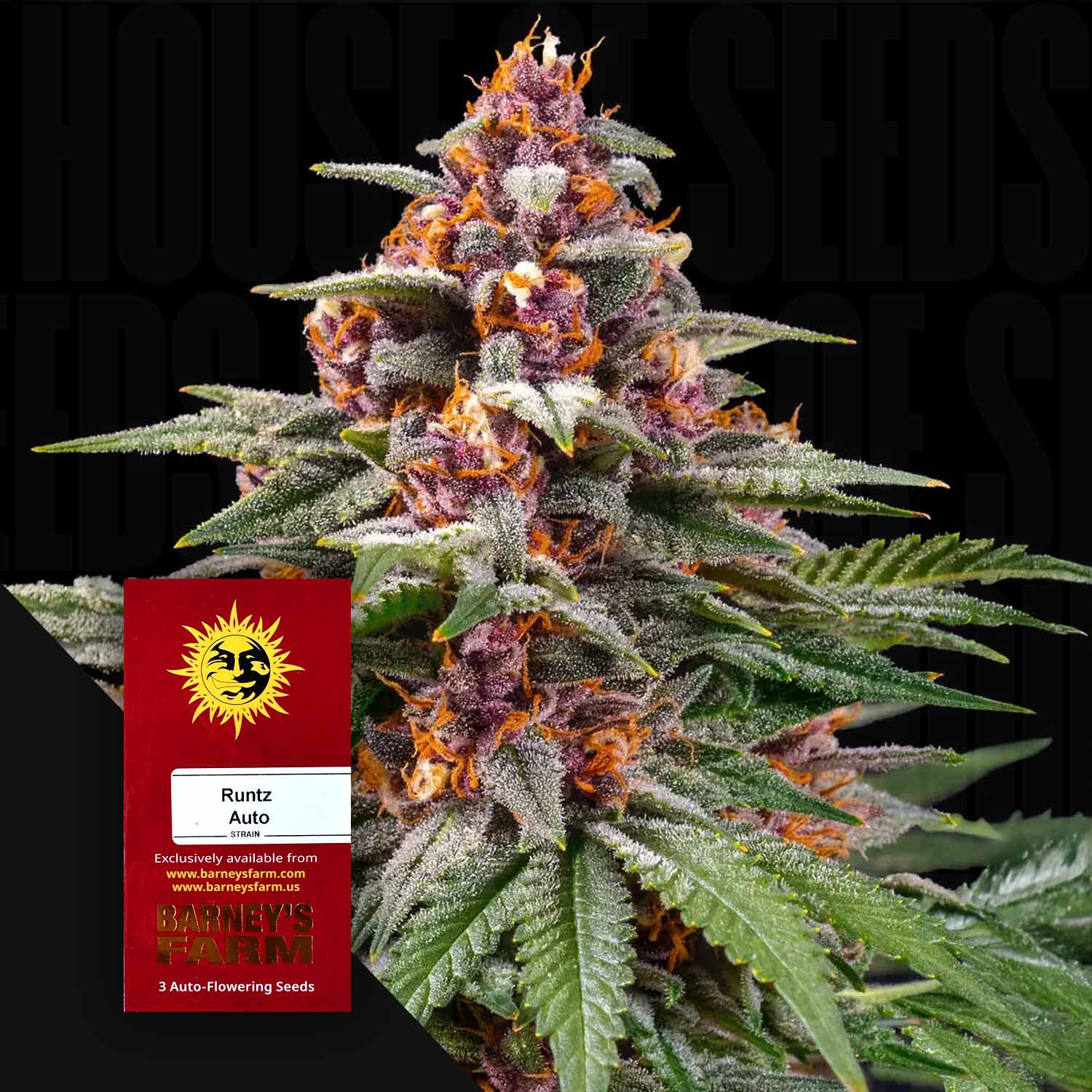 Nahaufnahme einer bunten Cannabispflanze mit lila, orangen und grünen Tönen voller Kristalle, daneben rotes Barney’s Farm Runtz Auto Samenpaket