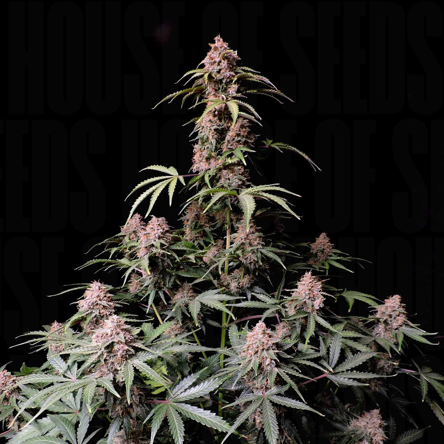 Amnesia Z Auto von 420 Fast Buds: reifes Cannabis mit dichten Knospen, gezackte grüne Blätter, dunkler Hintergrund.