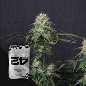 Nahaufnahme einer blühenden Cannabispflanze mit dichten Knospen neben silber-schwarzer 420 Fast Buds Tropicana Cookies Auto Verpackung